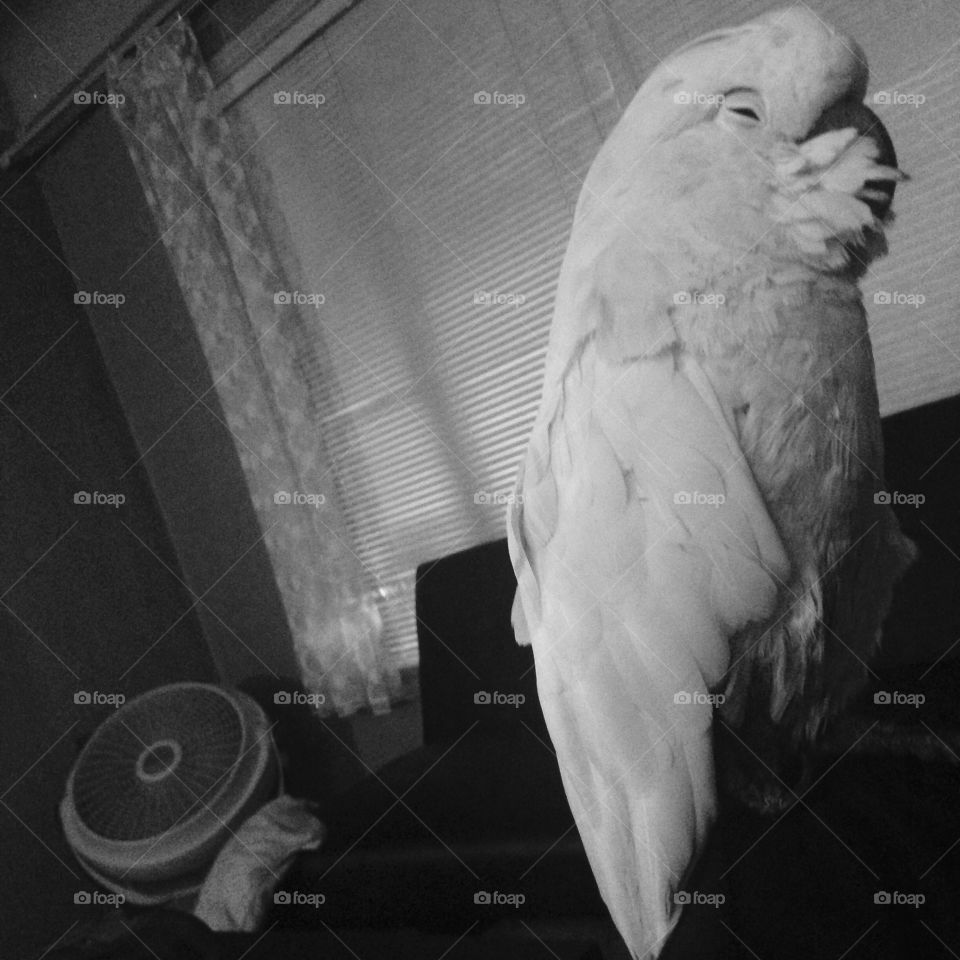 Lavie salmon created cockatoo at peace 