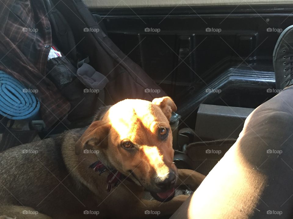 Car, Dog, Mammal, Vehicle, One