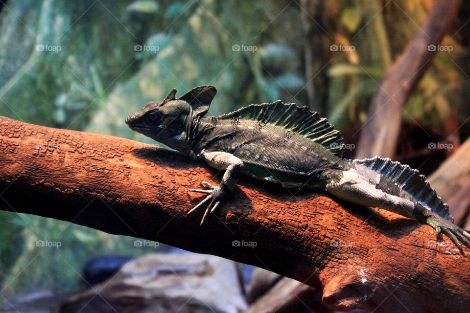 This is a lizard taking it easy on a log at the Newport Aquarium in Kentucky.