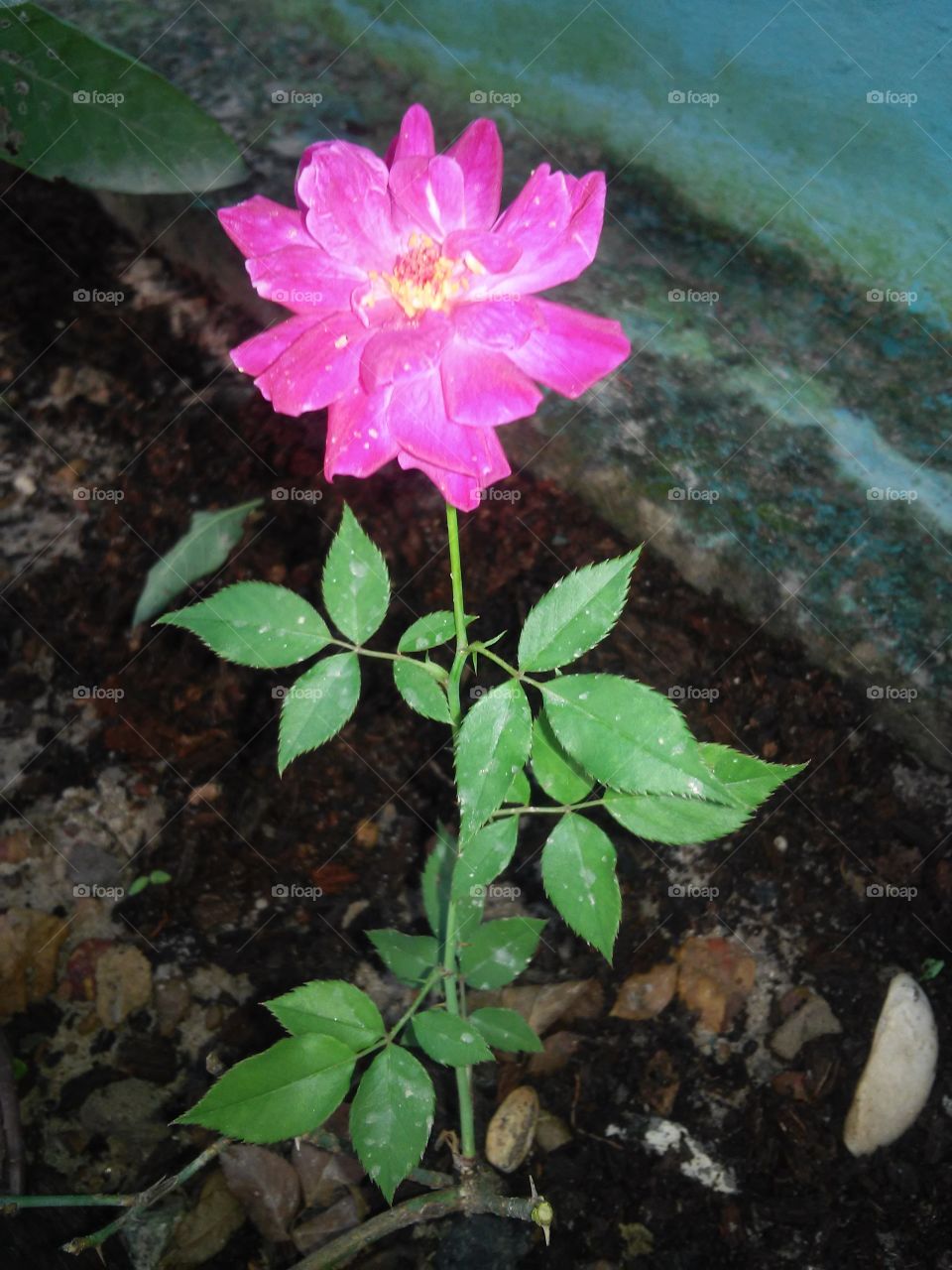 #rosa
