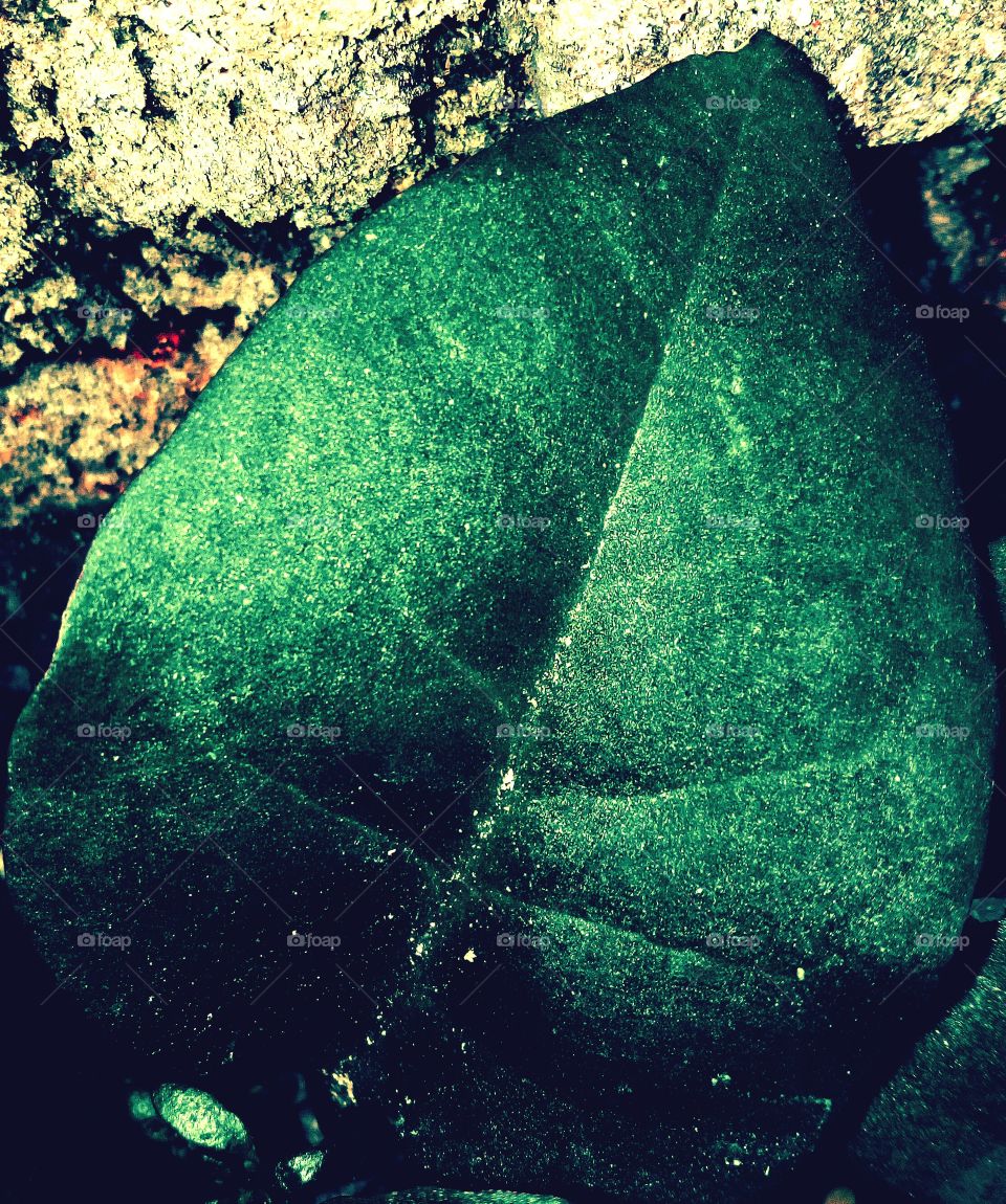 abstract green leaves