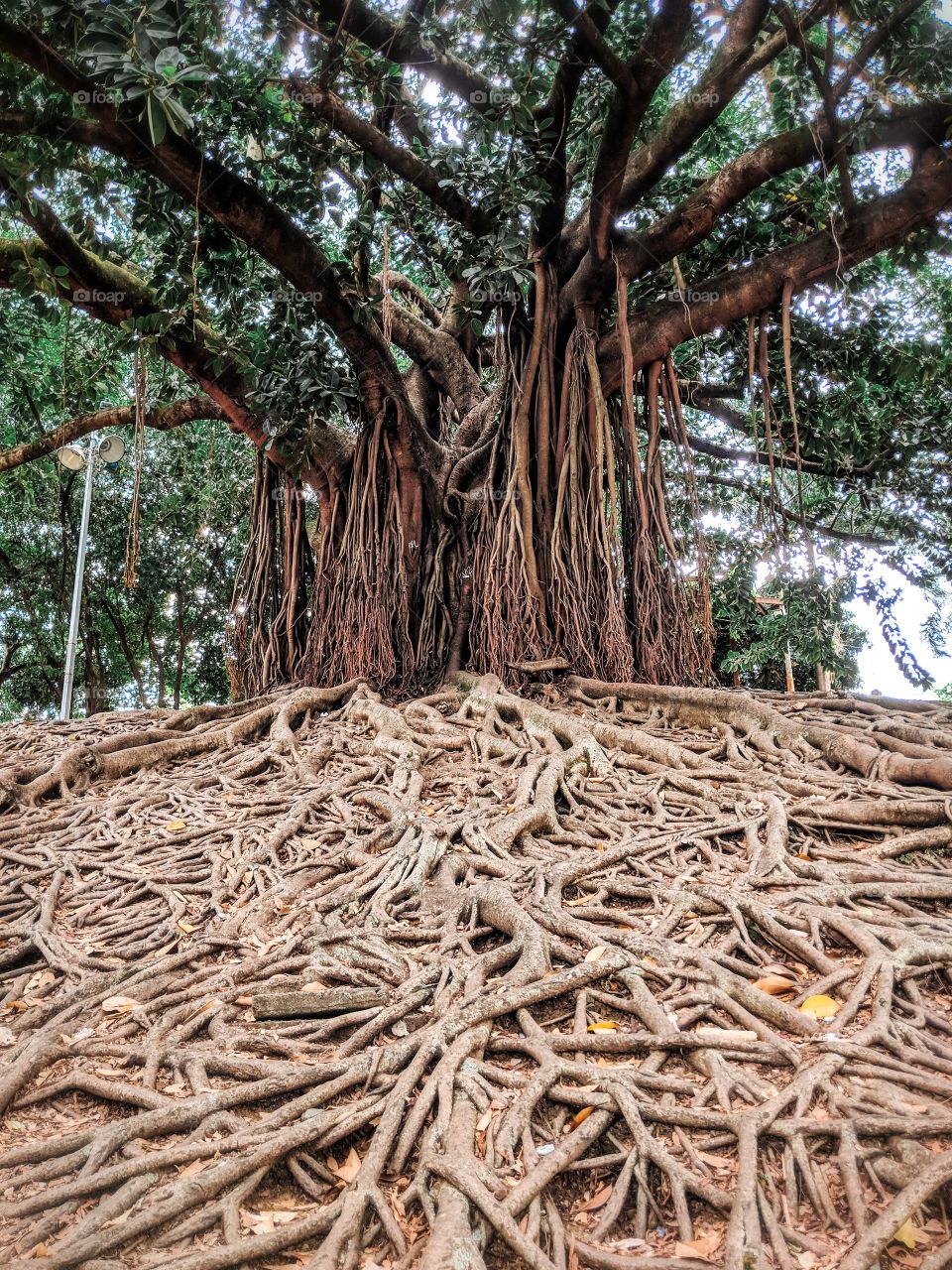 Tree with long roots