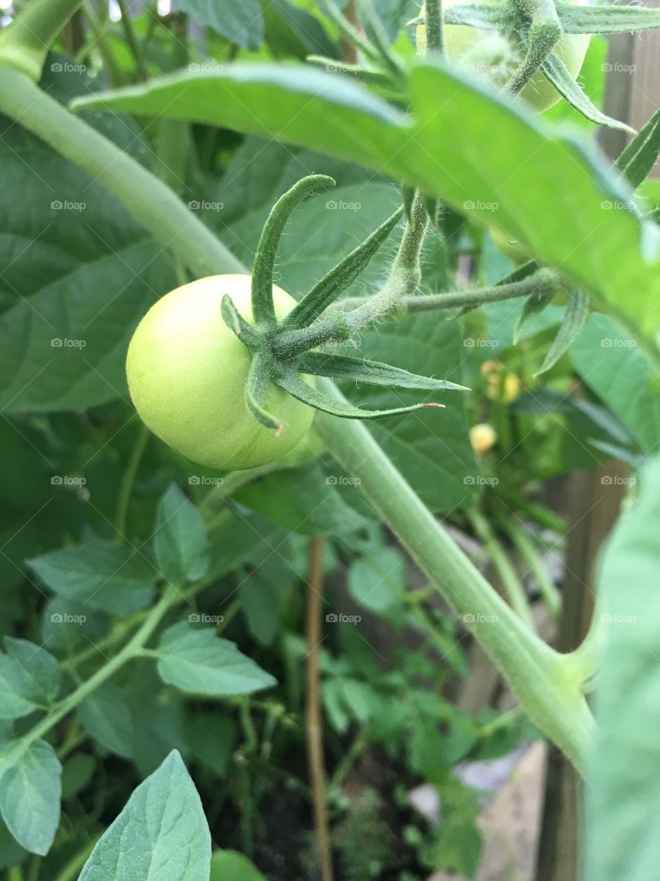 Early tomato surrounded by beautiful foliage. 