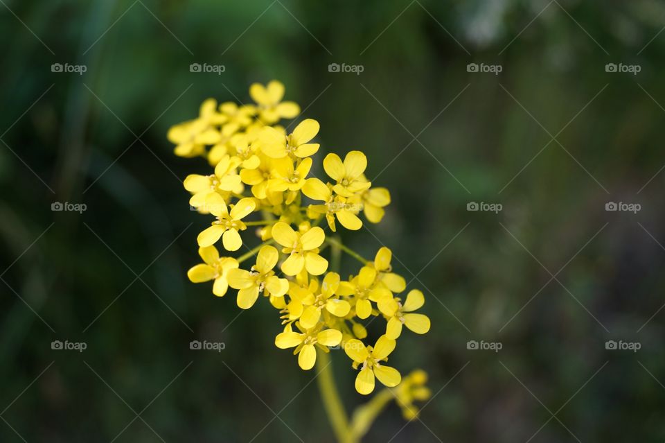 Small yellow flower in bloom