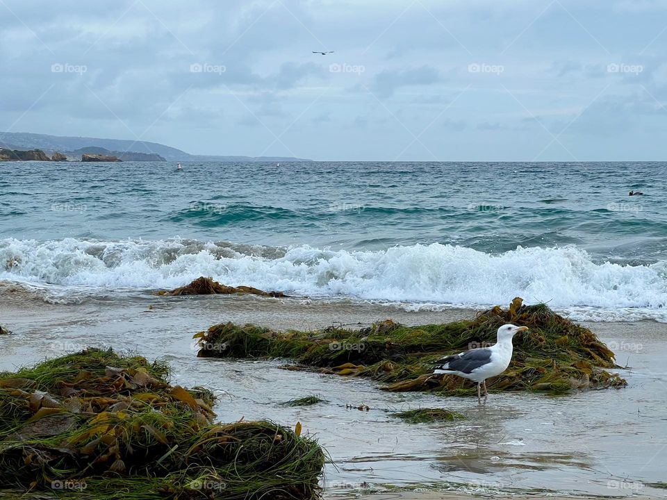Seaweed on Corona del Mar State Beach
