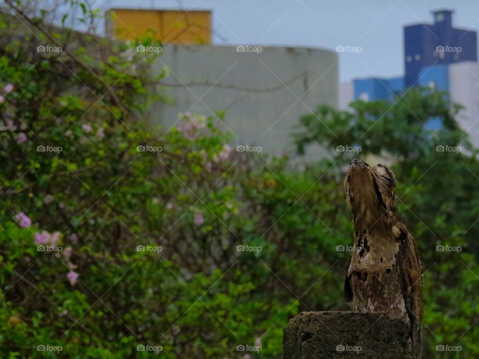 Urutau descansando confiante de sua camuflagem