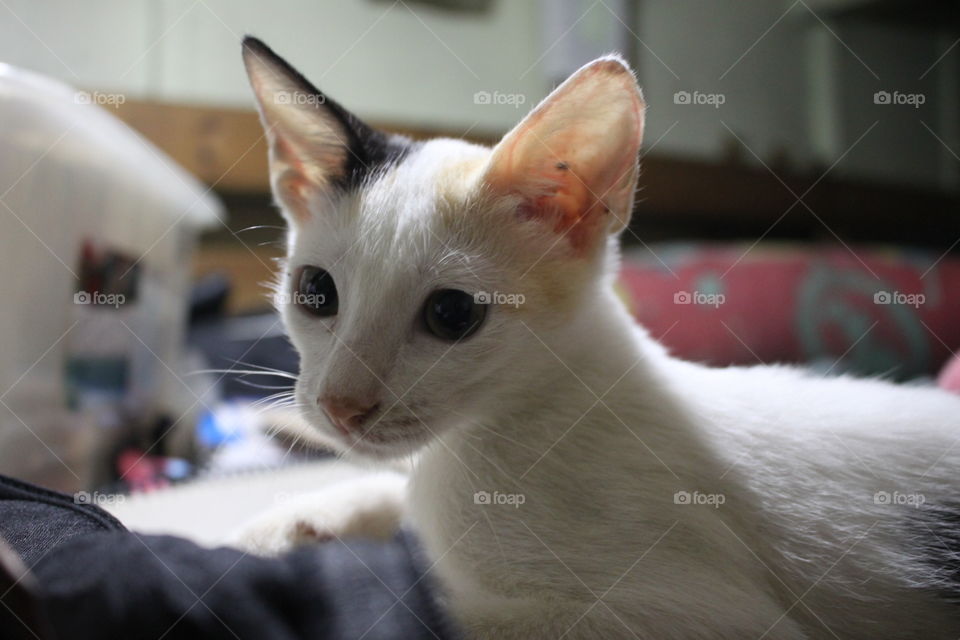 Our kitten, Pumba just casually resting. This is a candid photo of her.