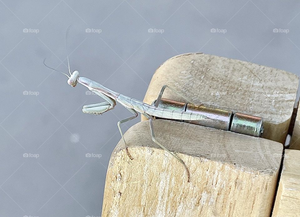 A photo of a green praying mantis sitting on a wooden sign. 