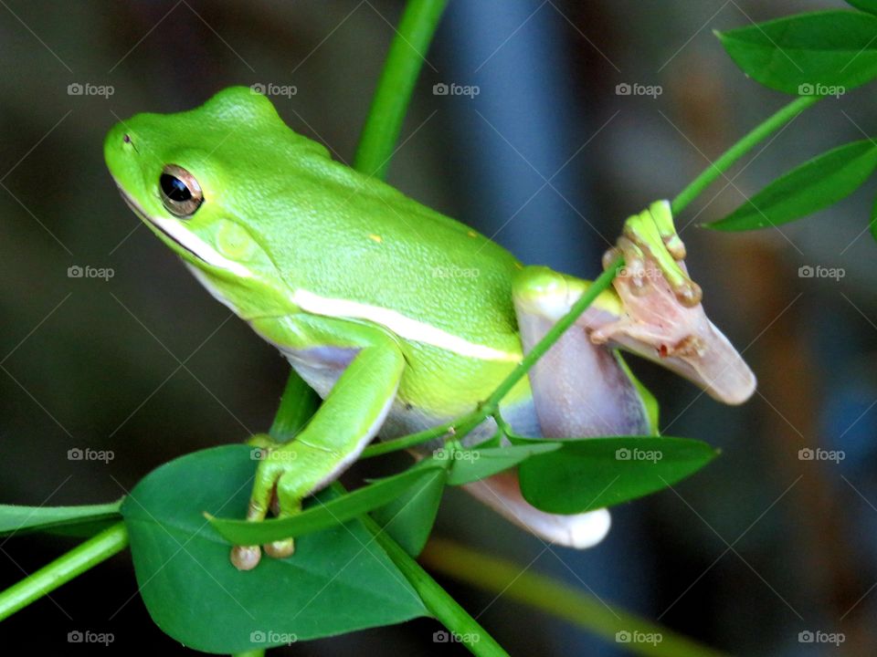 Green tree frog