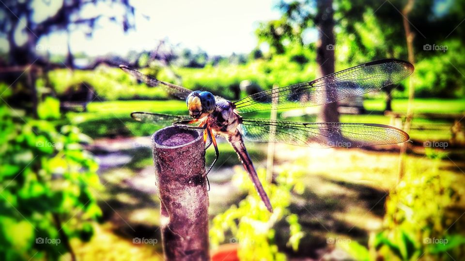 Dragon Fly