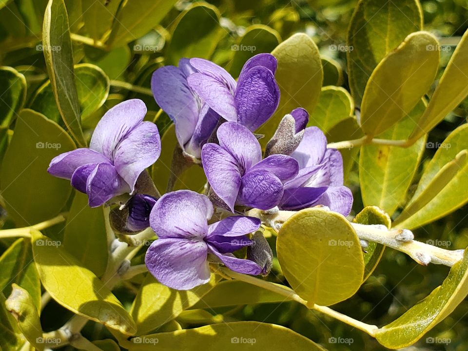 Texas Mountain Laurel