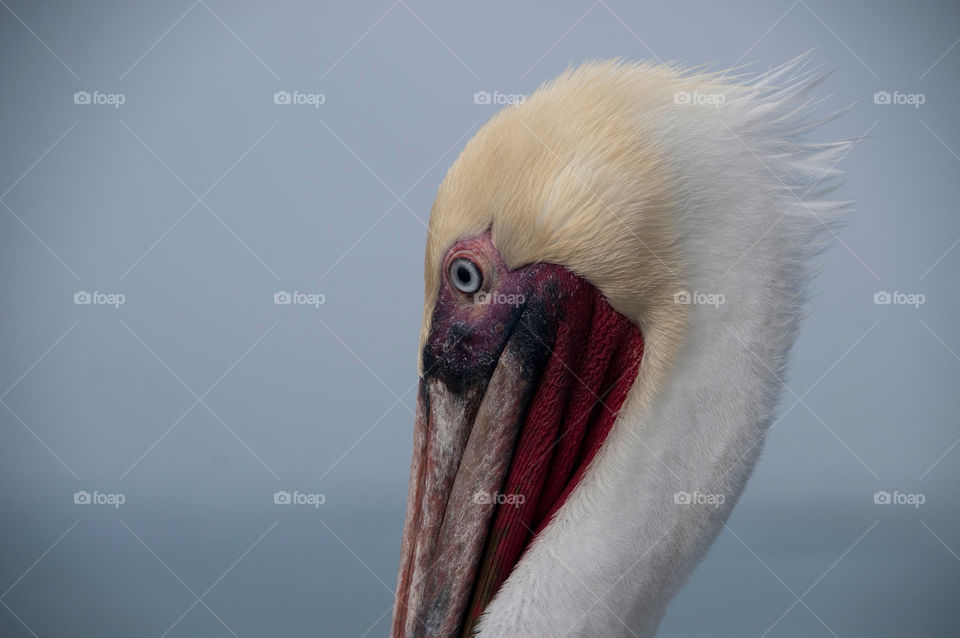 pelican Close-up