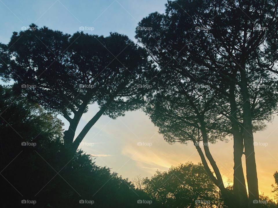 Orange sky by pine trees during sunset 