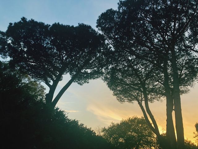 Orange sky by pine trees during sunset 