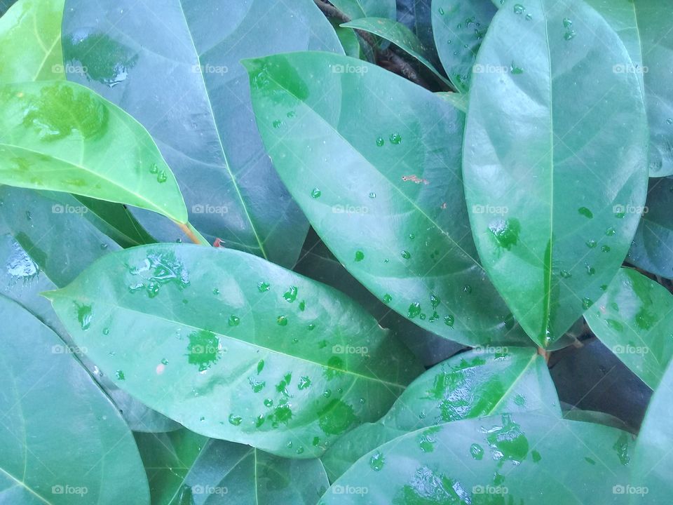 Fresh leaf photo with attractive colors and patterns and unique shapes