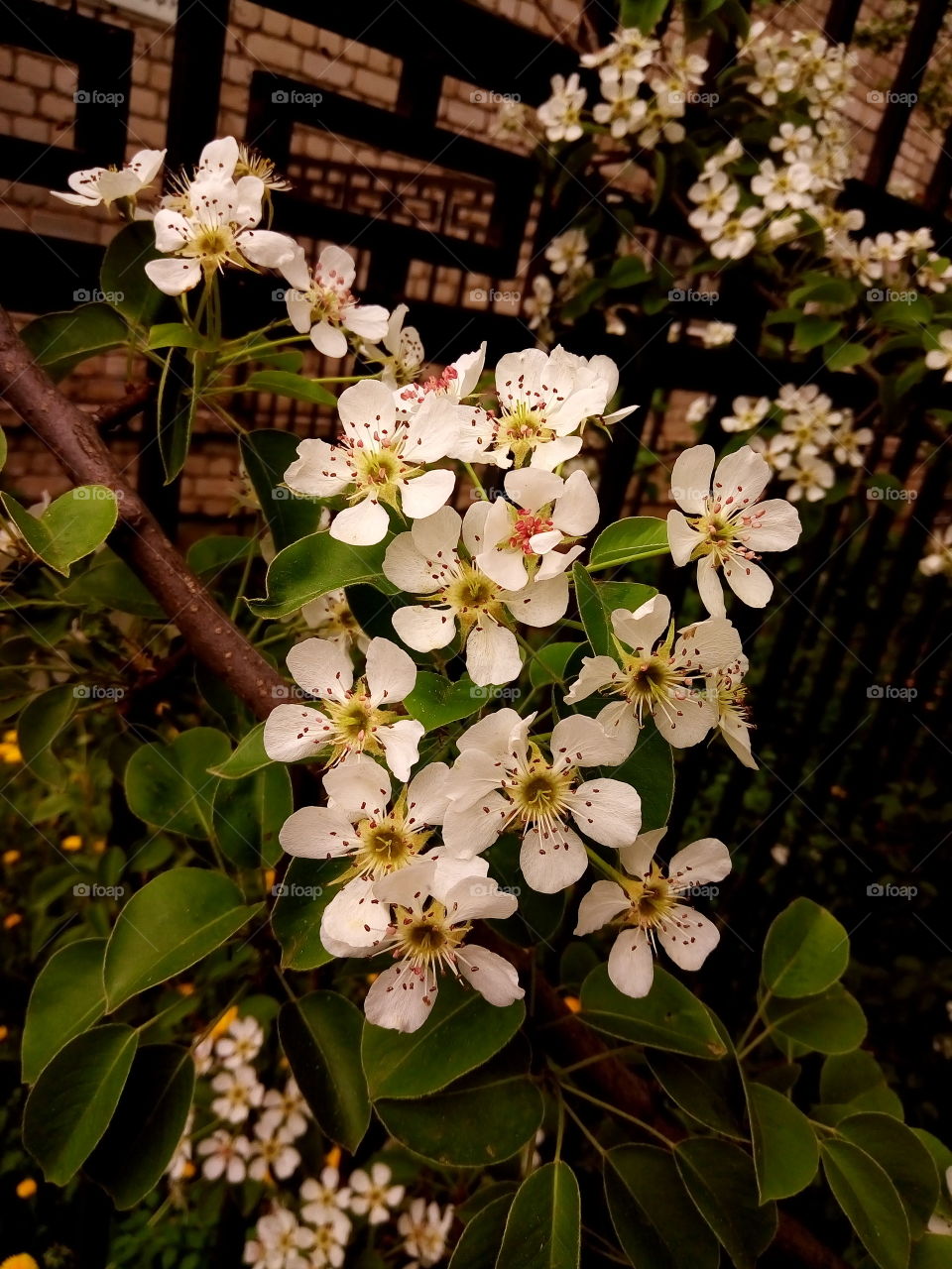 сад.вишня.флора.цветы.