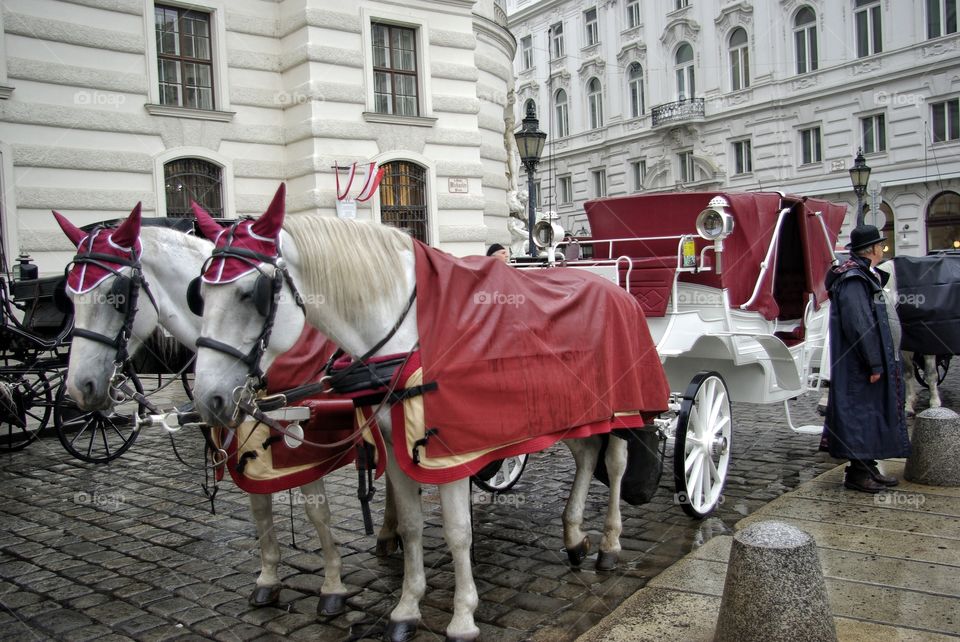 Horses in Vienna