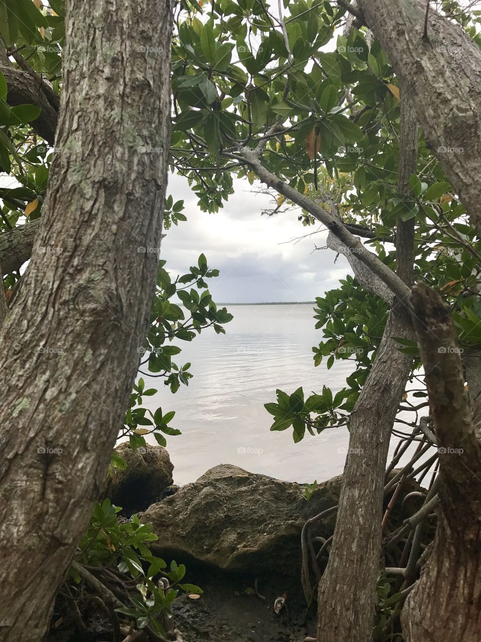 Mangrove views