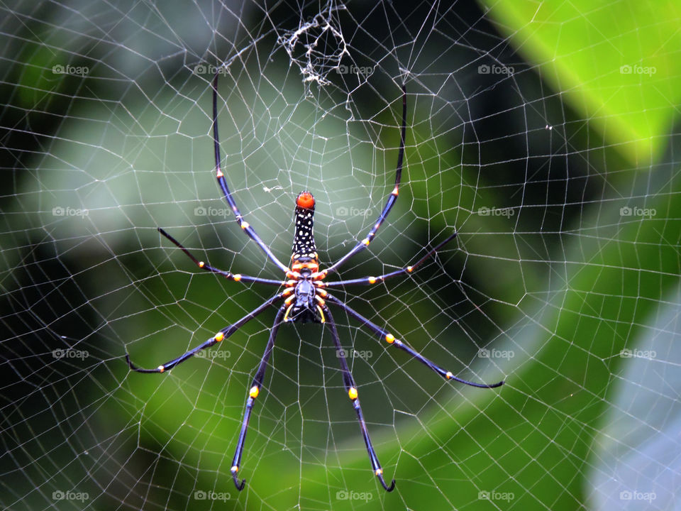 Close-up of spider on web