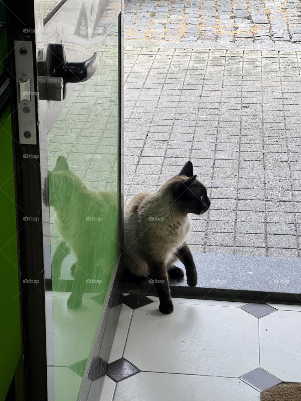 cat outside the shop