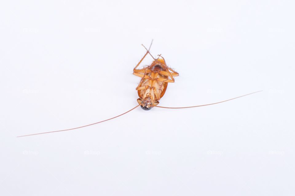 Cockroaches lay on a white background.