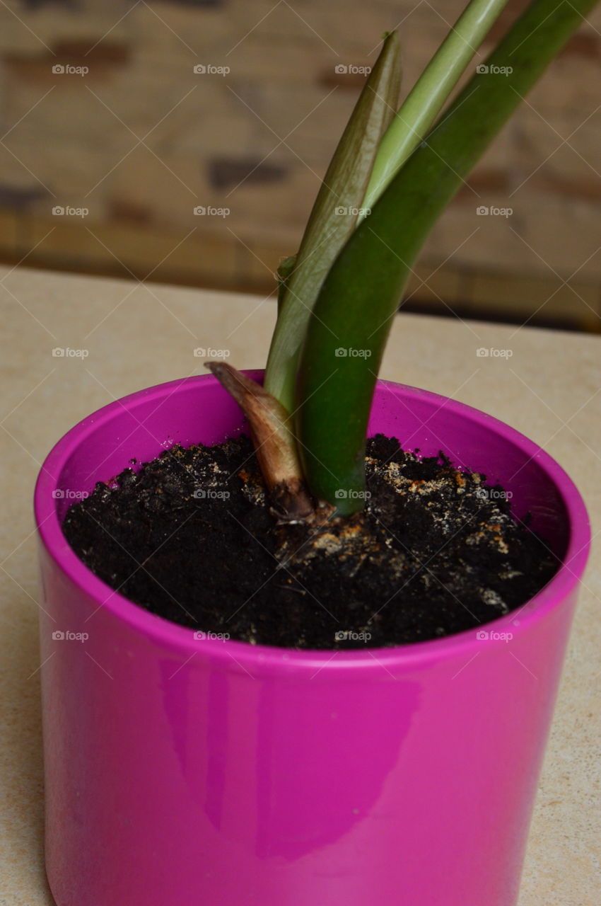 House plants in pots