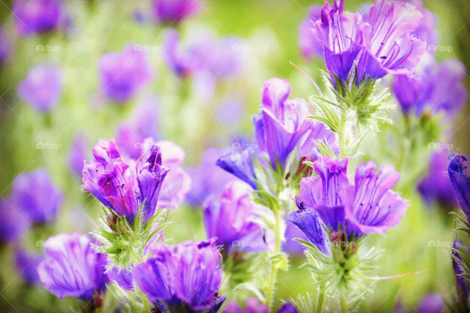 Полевые цветы сиреневого цвета