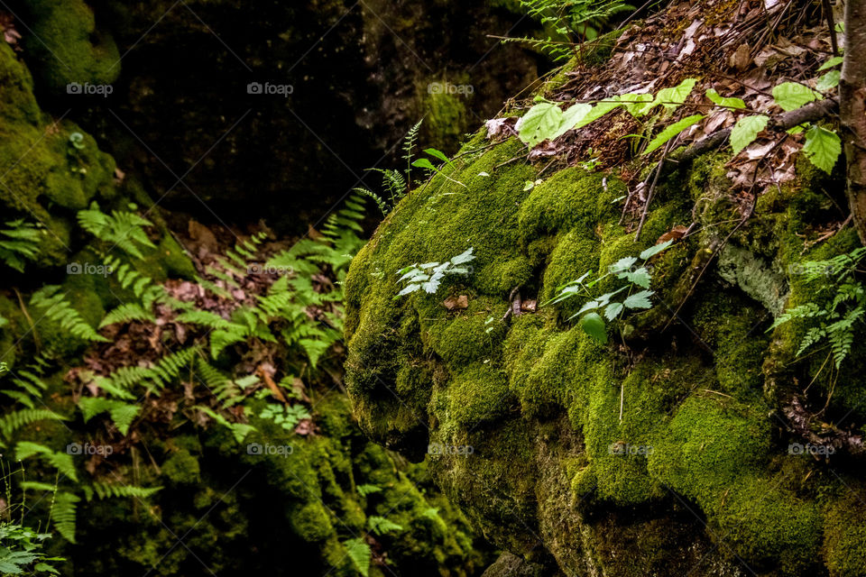 Mossy rocks in a summer forest
