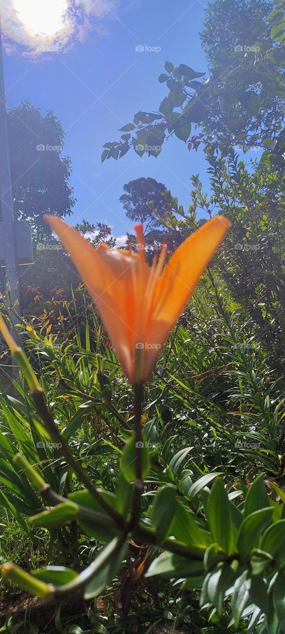 lily flower and the sun