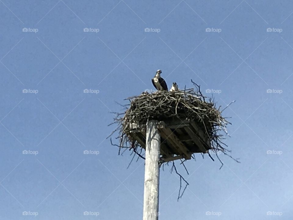 Town built the nest for our osprey .They returned this year😊