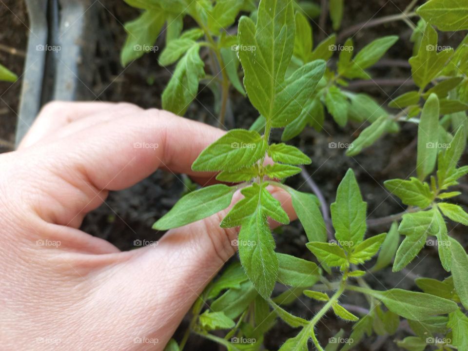 tomato seedlings growing in boxes.