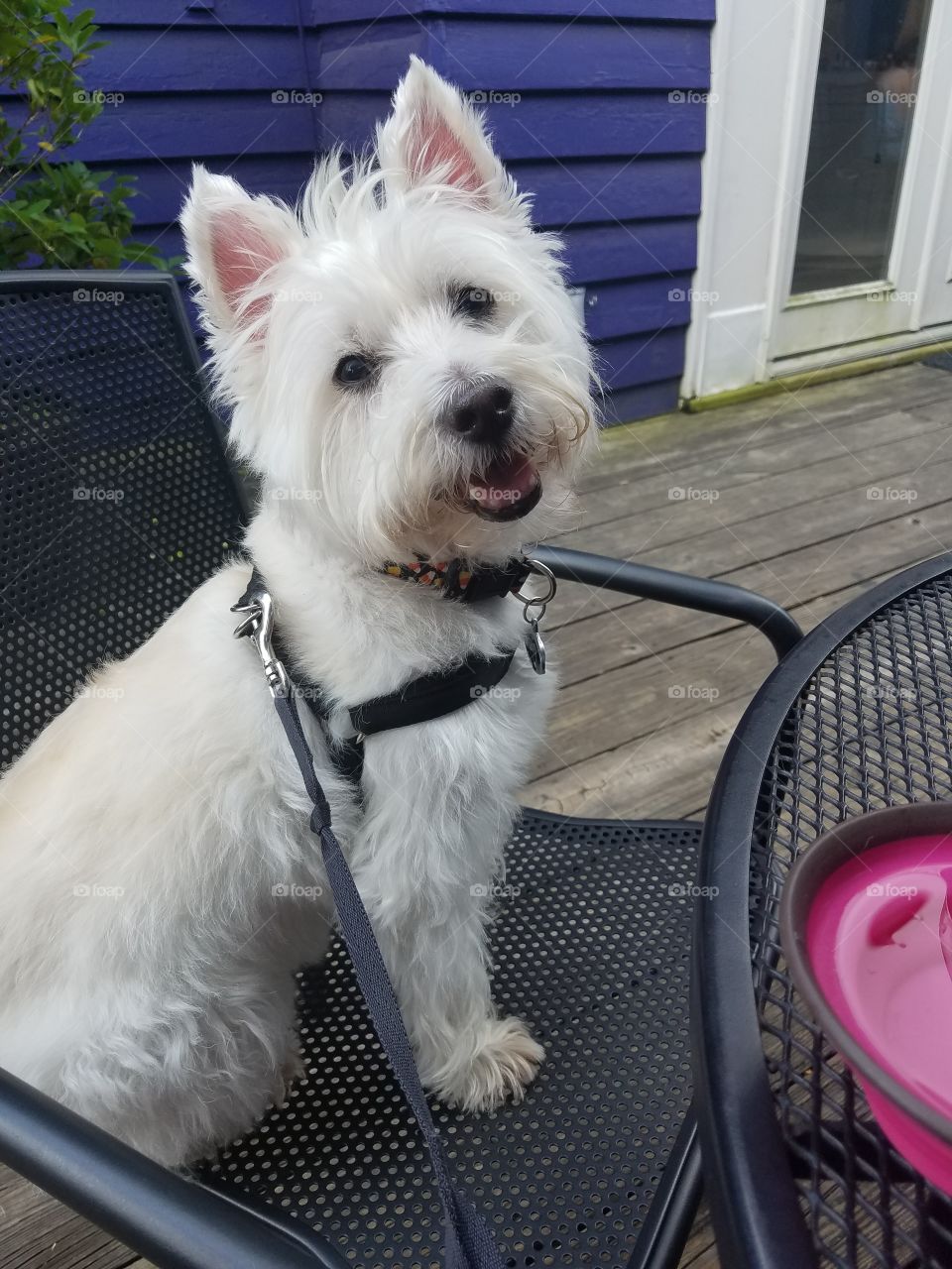 cute terrier hanging out on the patio