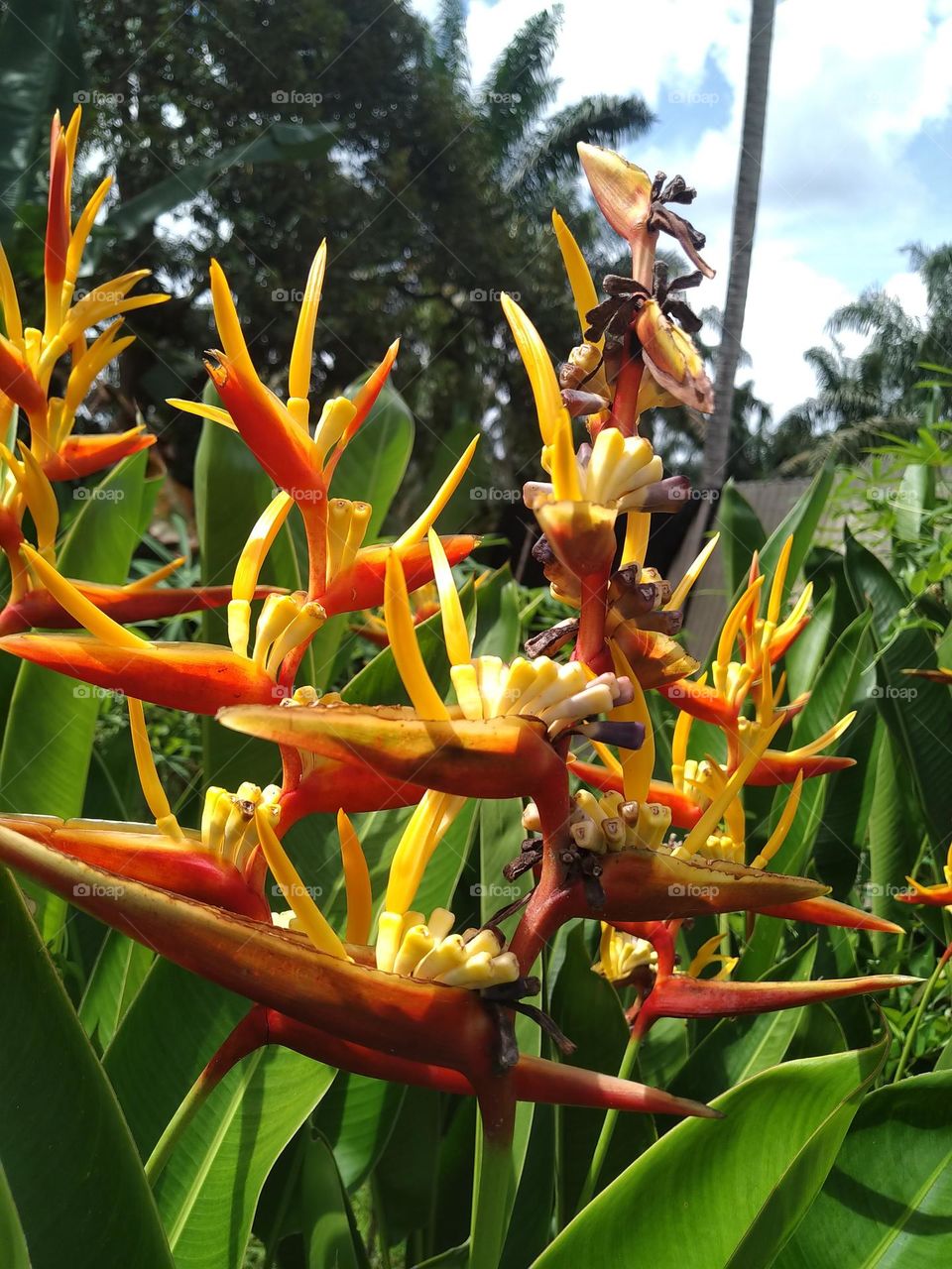 Strelizia flowers are blooming beautifully