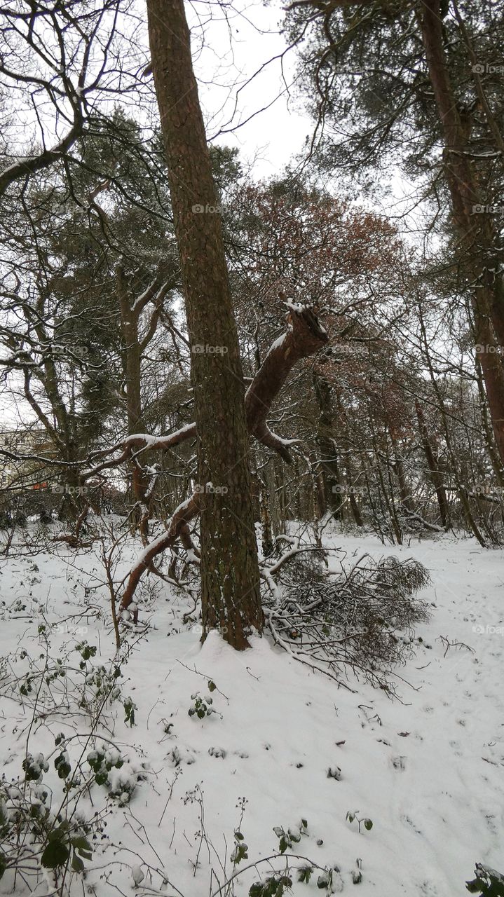 Winter tree with big broken branch