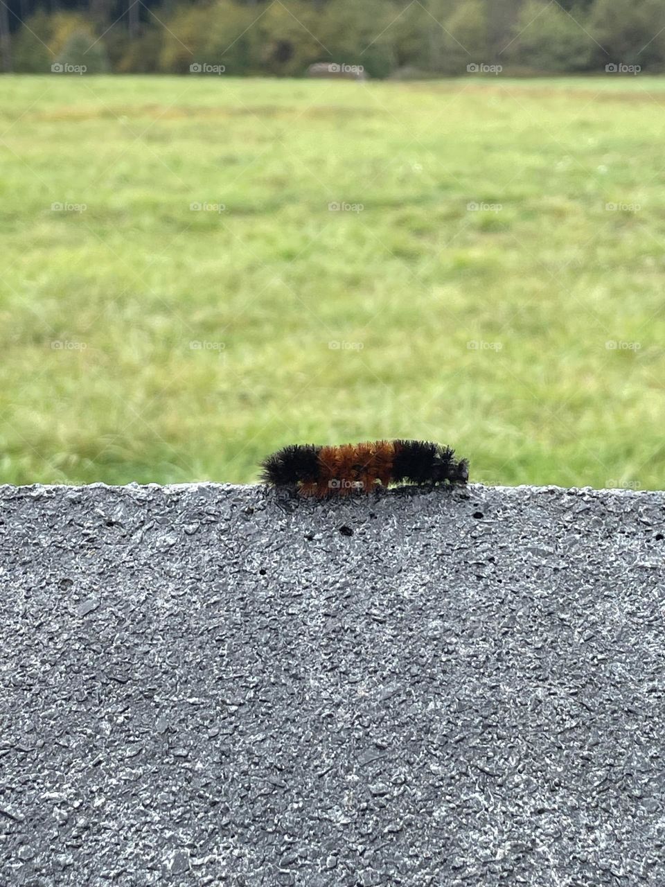 fuzzy caterpillar at united 93 memorial