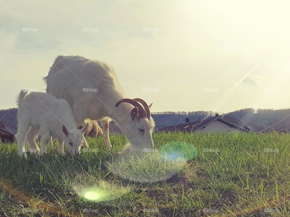 beautiful goats in the nature