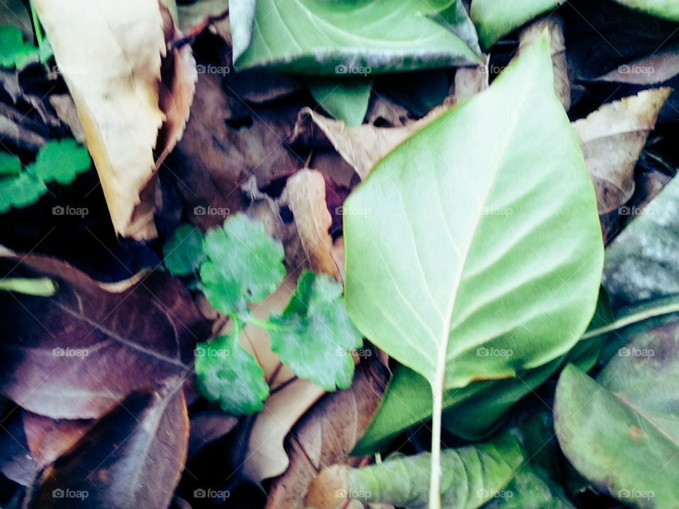 деревья, листья, трава.