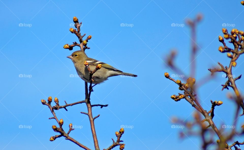 Bofink, fringilla coelebs