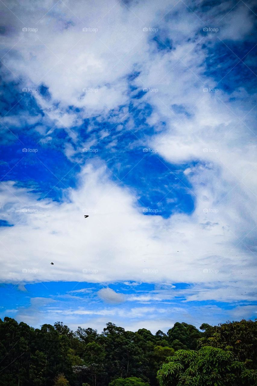 Céu azul com pássaros