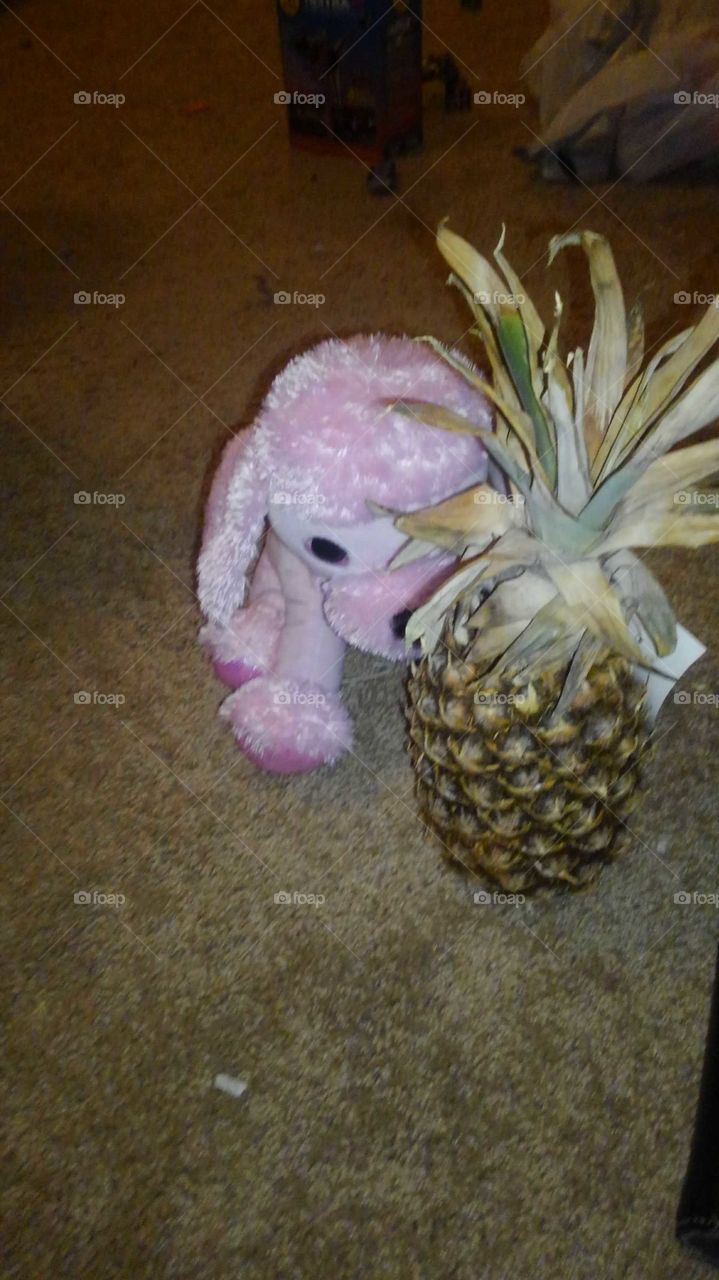 a poodle hiding behind a pineapple