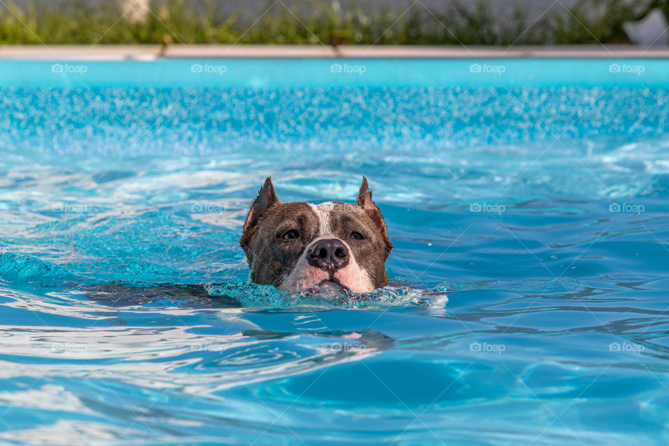 Dog swimming in the pool, natural instinct
