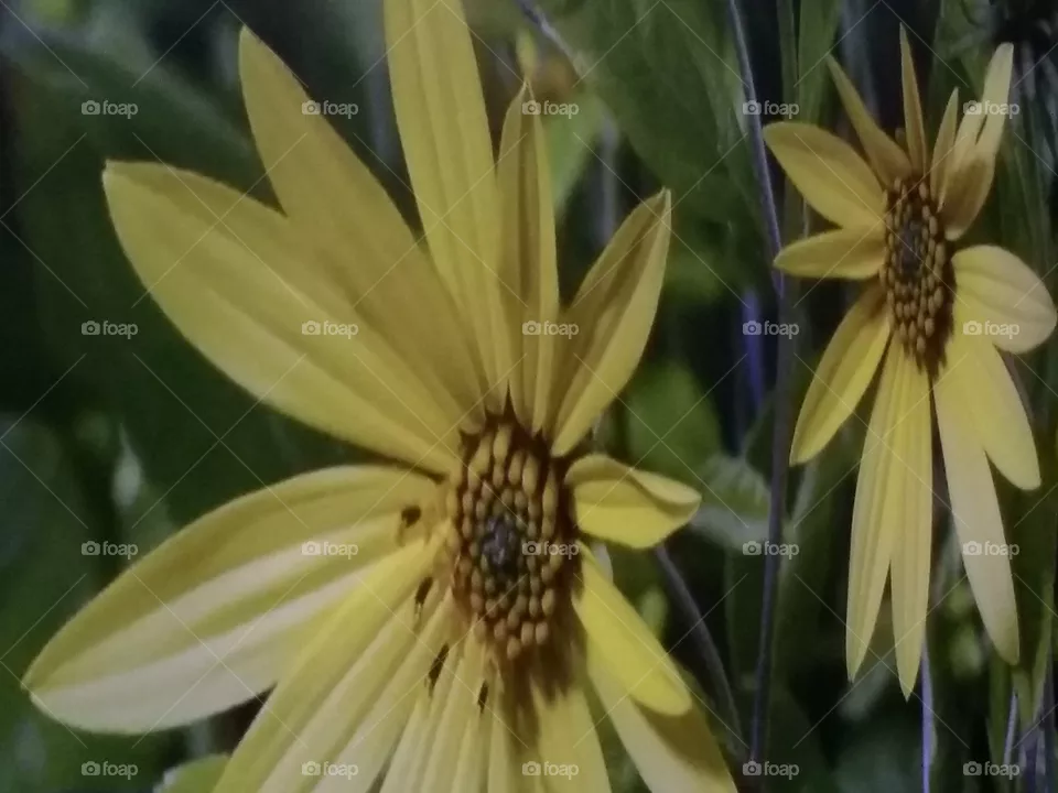 flower