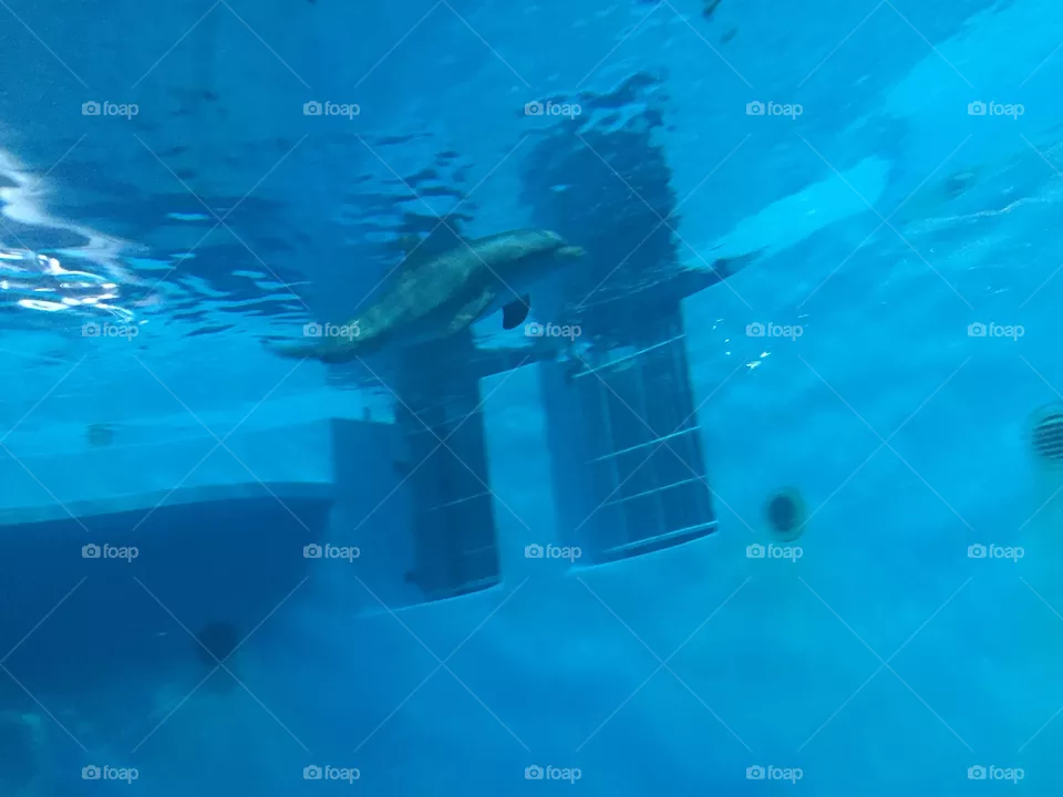 Dolphin 