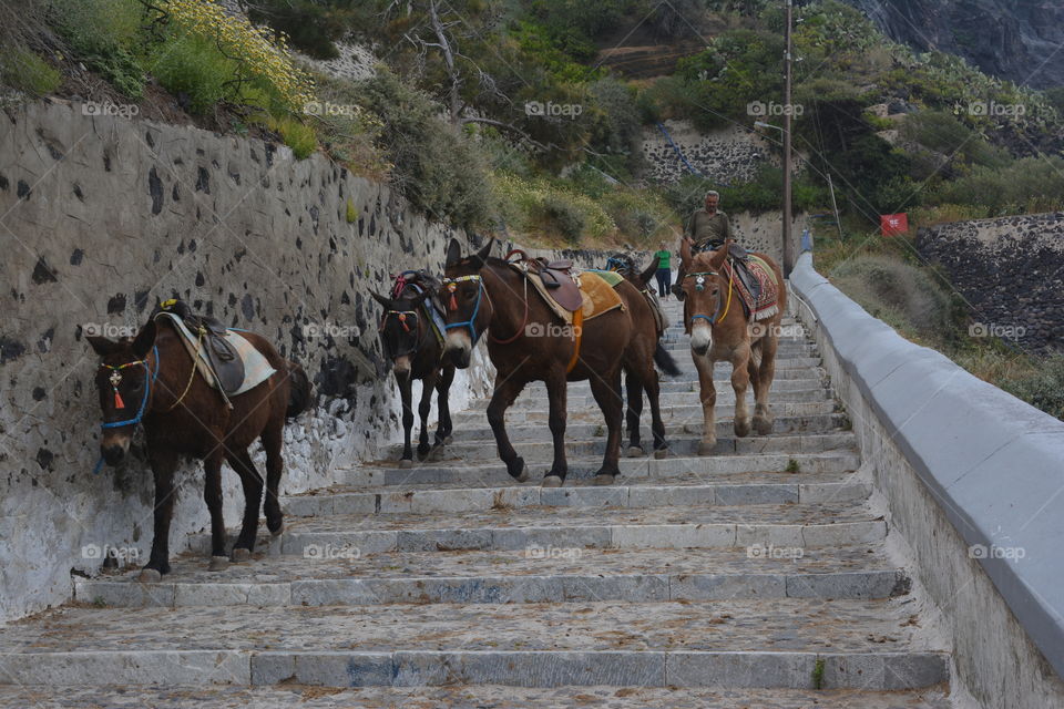 Donkeys in Santorini. Donkeys walking down the steps of Fira in Santorini, Greece