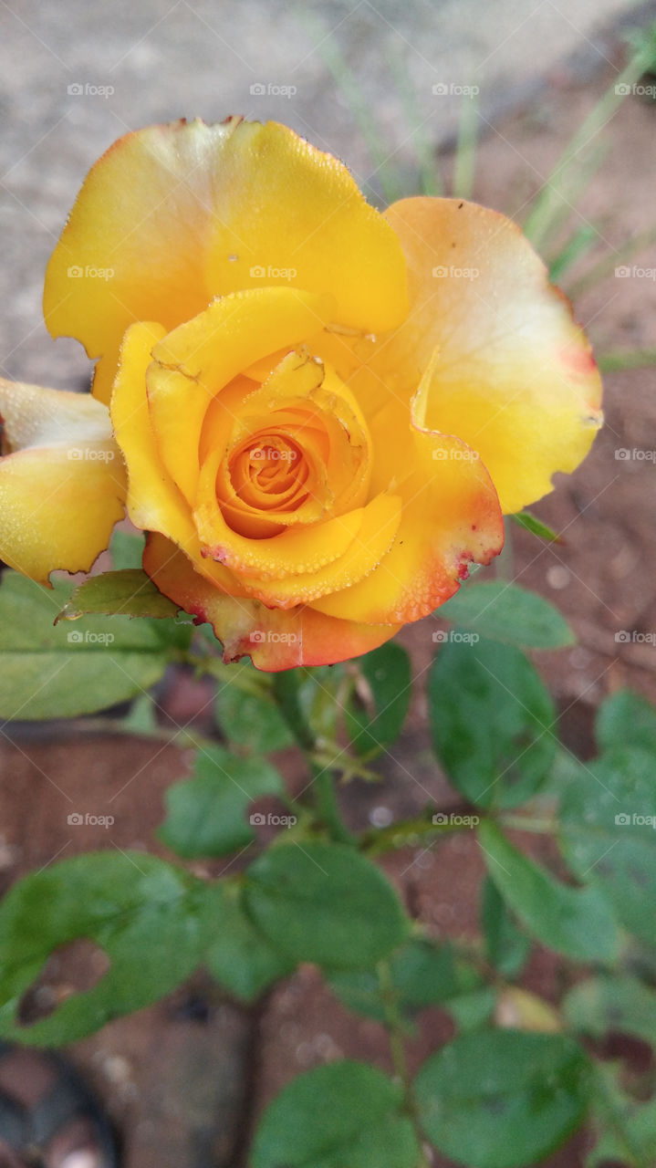 flower photography,  half opened bright yellow coloured Rose flower upper view on flowering plant with blur background.