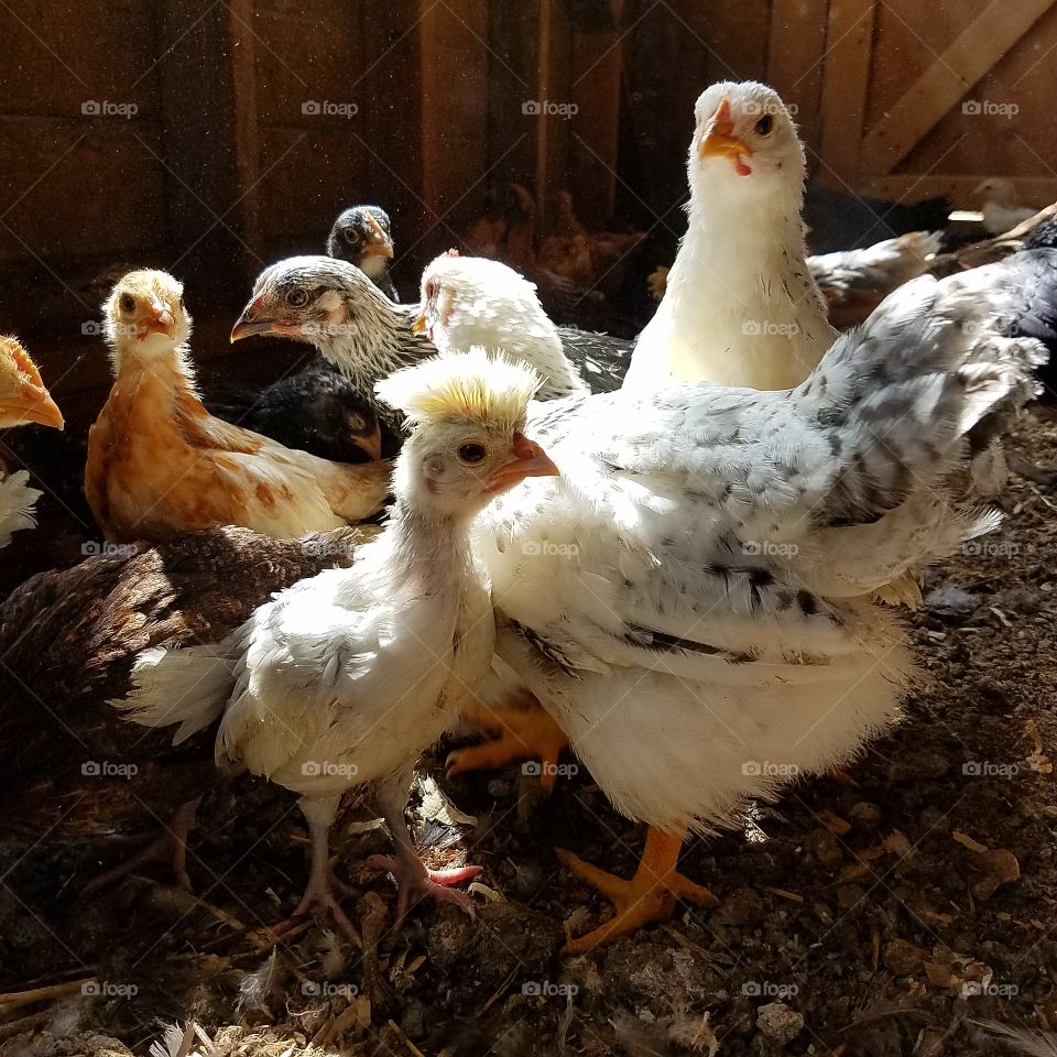 Poultry, Hen, Dame, Bird, Farm