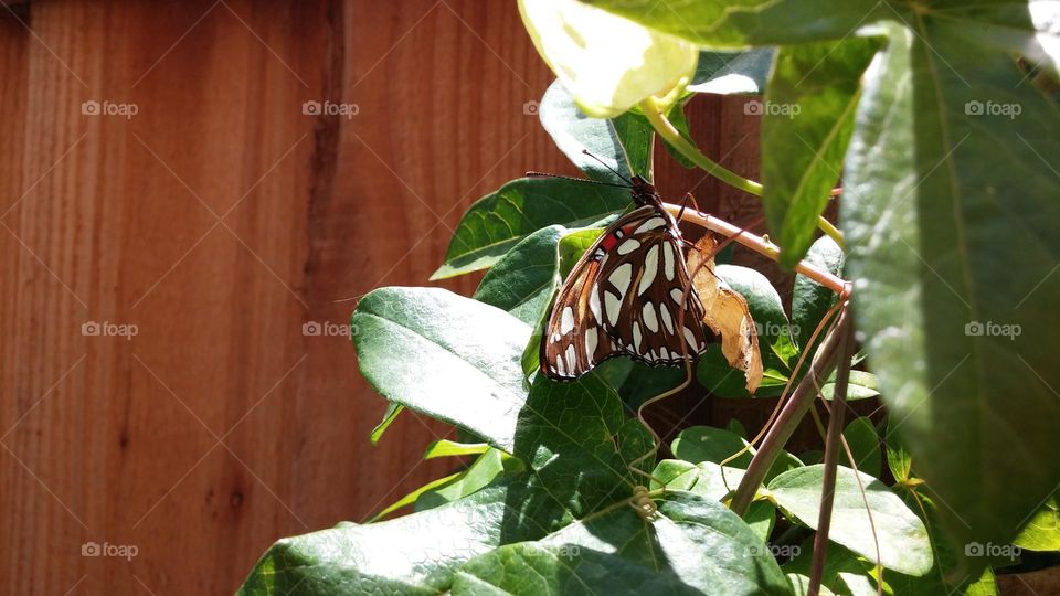 This gulf fritillary butterfly has recently emerged from its chrysalis on my Passion flower vine in the backyard.