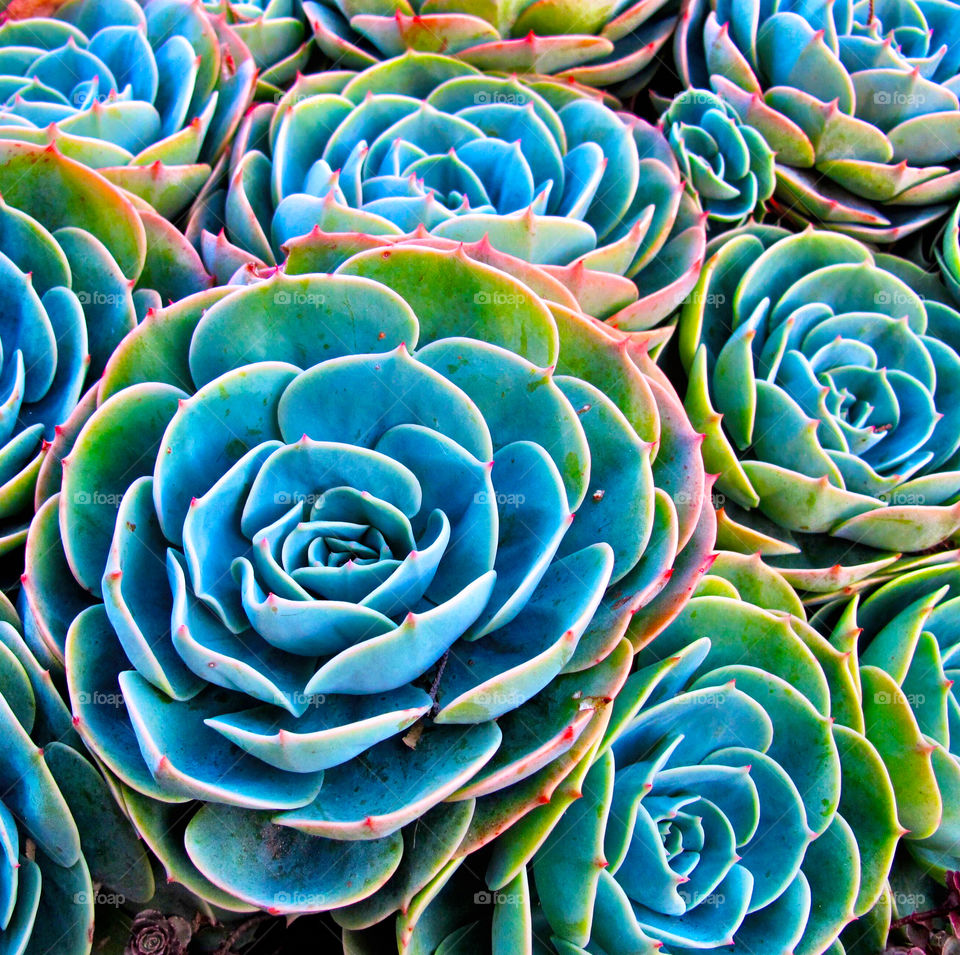 Succulents 