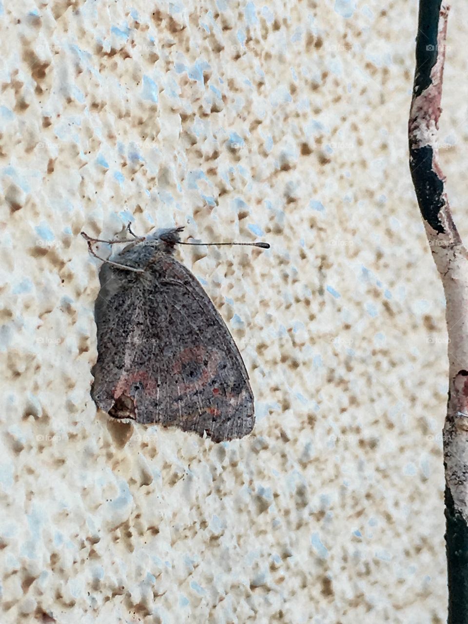 Moth on a stucco wall