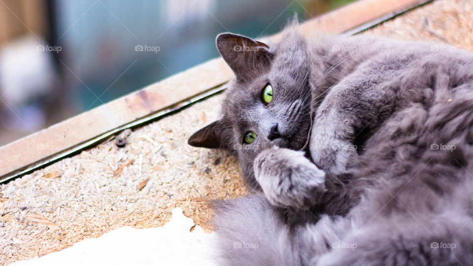 Cat lying down waiting for somebody to play with 